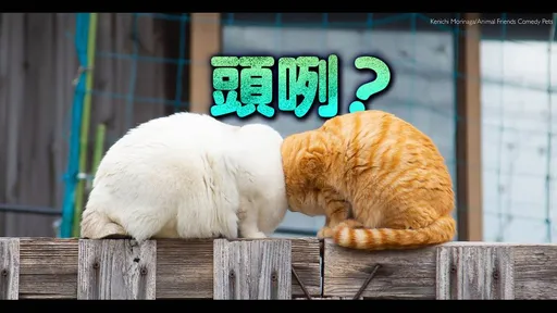 「無頭連體貓」打敗上千動物 奪搞笑寵物攝影總冠軍