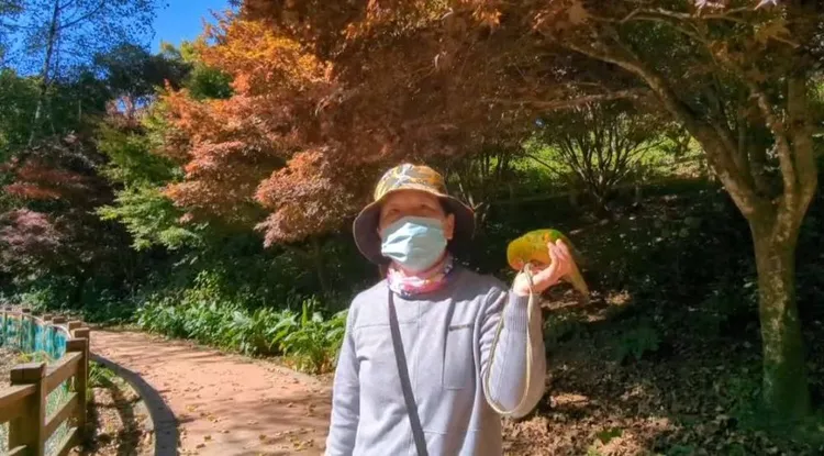 遊客發現在湖畔的楓樹已轉紅非常美麗。民眾提供