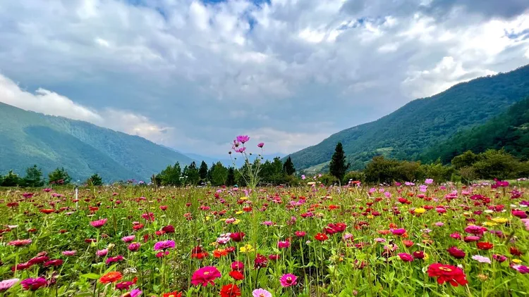 目前武陵農場露營區的波斯菊正盛開如花海。民眾提供