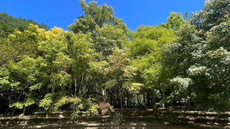 武陵天鵝湖的楓樹已慢慢轉黃，預估十月中旬後會更美麗。民眾提供