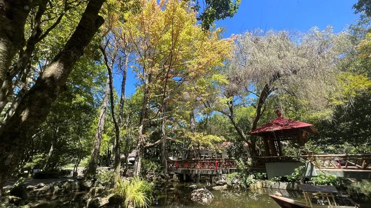 武陵農場的天鵝湖旁的楓樹也慢慢轉黃粉色。民眾提供
