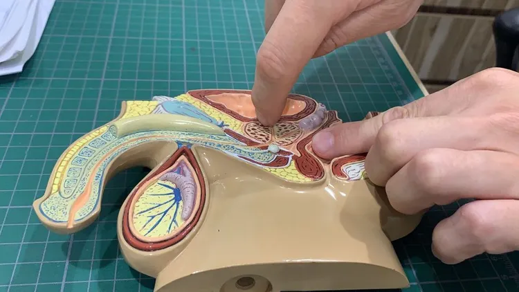 攝護腺是男性特有的腺體，也是主要製造精液的地方。吳慧芬攝