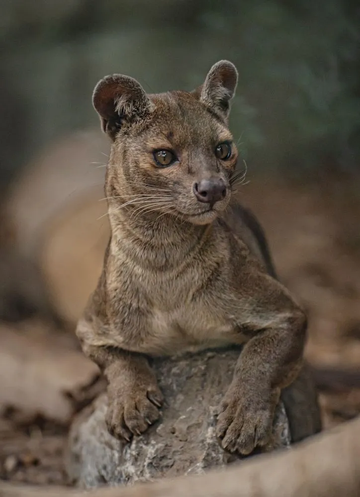馬島長尾狸貓。英國切斯特動物園Chester Zoo★本照片經授權僅供本篇報導使用