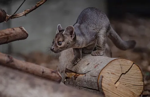 英動物園喜迎「地表最難捉摸食肉動物」 超萌馬島長尾狸貓3胞胎誕生