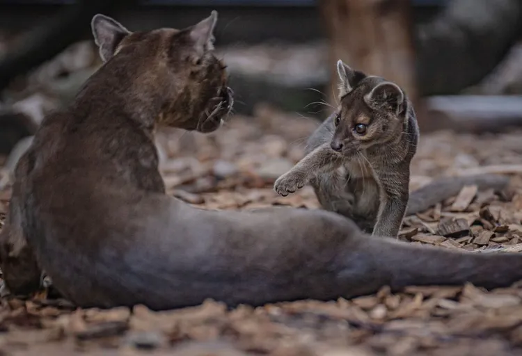 馬島長尾狸貓。英國切斯特動物園Chester Zoo★本照片經授權僅供本篇報導使用