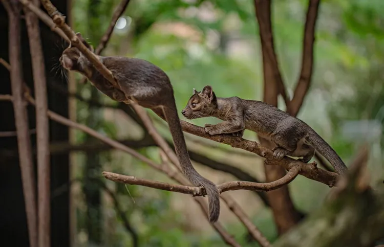 馬島長尾狸貓。英國切斯特動物園Chester Zoo★本照片經授權僅供本篇報導使用
