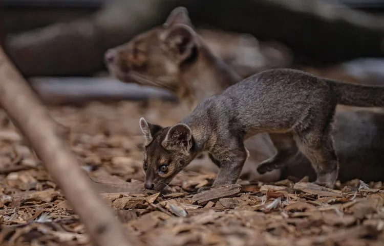 馬島長尾狸貓。英國切斯特動物園Chester Zoo★本照片經授權僅供本篇報導使用