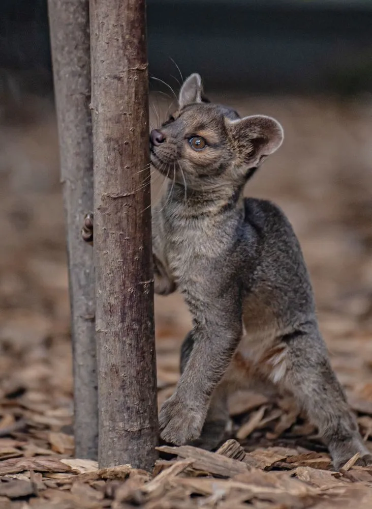 馬島長尾狸貓。英國切斯特動物園Chester Zoo★本照片經授權僅供本篇報導使用