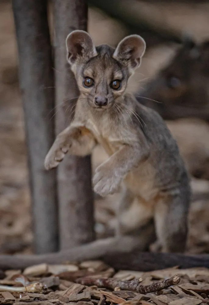 馬島長尾狸貓。英國切斯特動物園Chester Zoo★本照片經授權僅供本篇報導使用