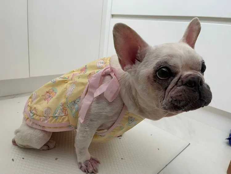 福福姊姊跟粉紅蝴蝶結好襯啊。小菁提供