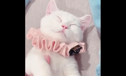 到底玩多瘋?萌貓睡死軟趴趴變玩偶 網友喊誇張「妹子小心被帶回家」