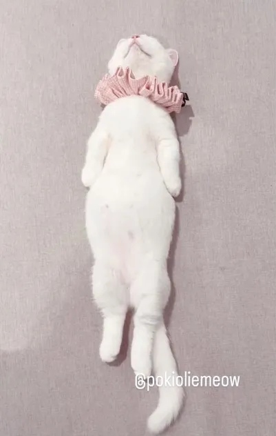 網友開玩笑提醒：「軟趴趴的妹子小心被帶回家」。