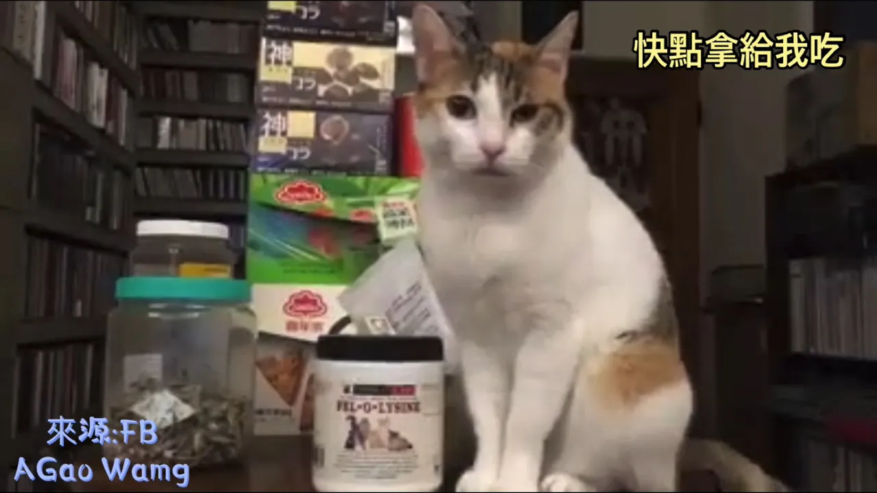 奴才快點拿魚乾給我吃！