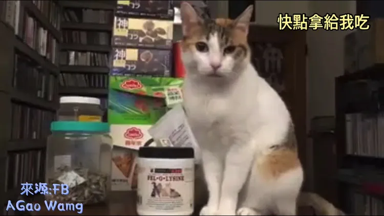 奴才快點拿魚乾給我吃！