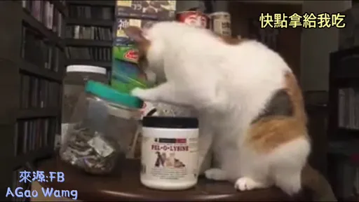 喵星人嘴饞想吃小魚乾　賣萌裝可愛討賞賜　 