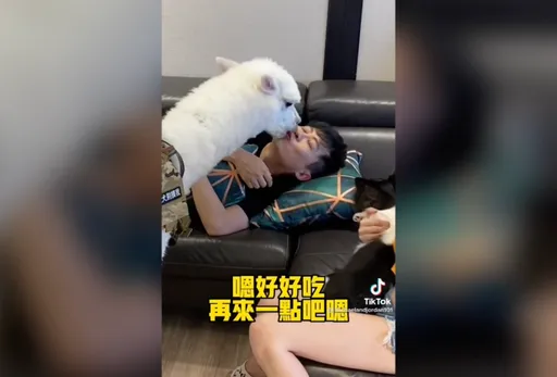 睡覺慘遭羊駝激吻 主人驚醒崩潰「都是口水好臭」