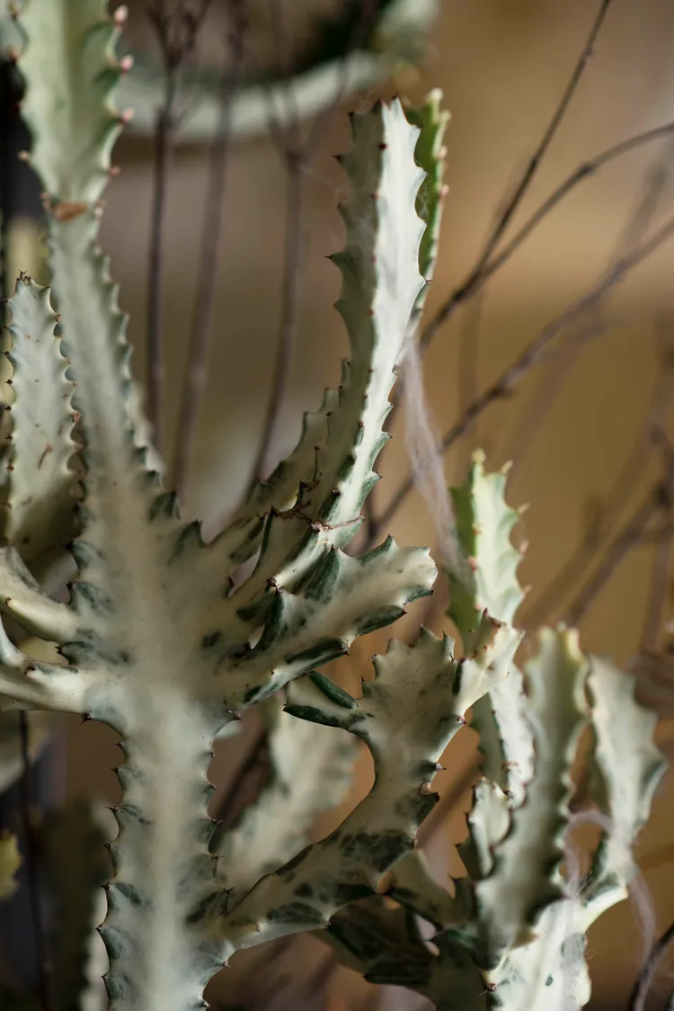 灰綠色中帶點蒼白感的「帝錦」，讓人聯想到佈滿荊棘的荒地。業者提供