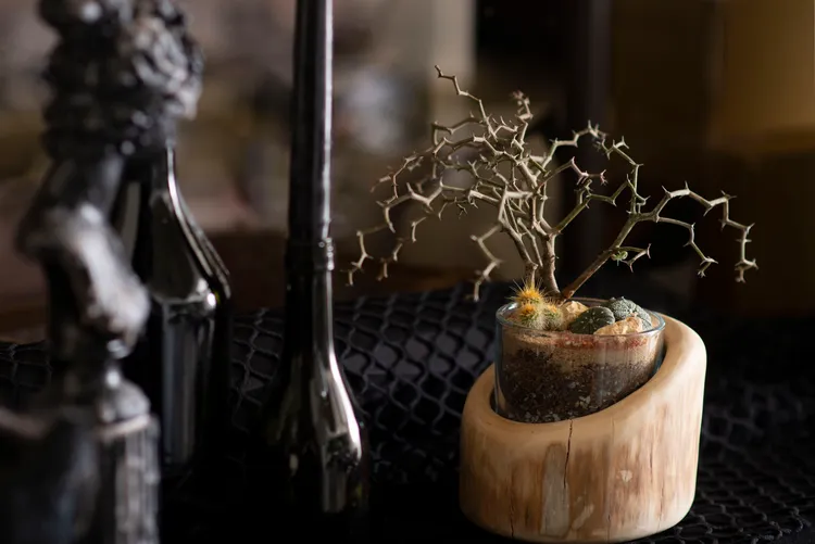 原生地為馬達加斯加的「彎彎曲曲」氣候與台灣相似，非常容易生長。業者提供