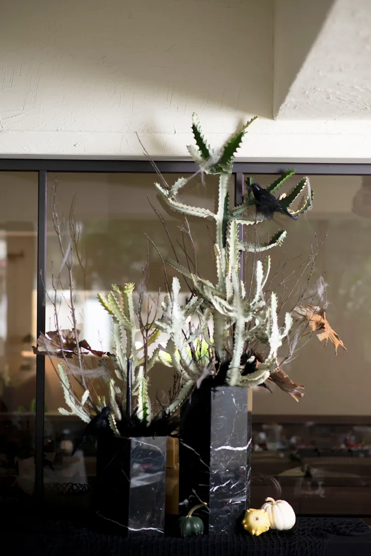 「帝錦」銳利的稜角與張揚的生長方式，充滿氣勢。業者提供