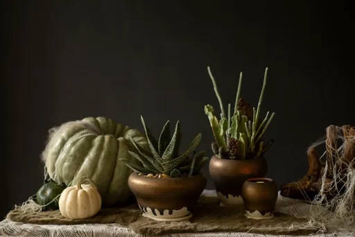 植物也能很萬聖節?暗黑系多肉這樣搭添節慶氣氛
