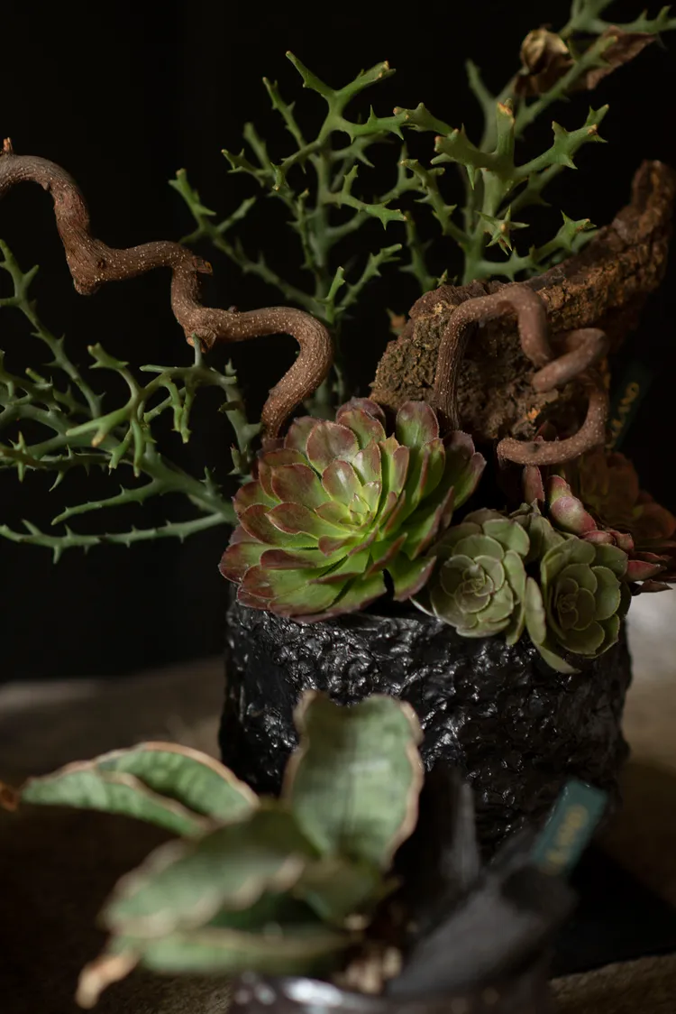 景天科法師屬的多肉植物，葉片如花般緊密包覆生長。業者提供