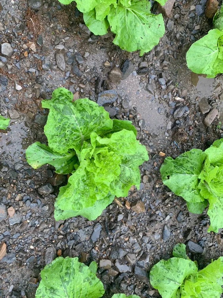 許多農作物因受颱風關係遭損壞。翻攝畫面