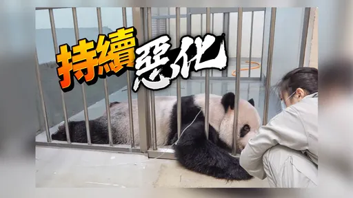 團團病情惡化快速!「惡性腫瘤機率提高」 動物園:不再麻醉或侵入性檢查