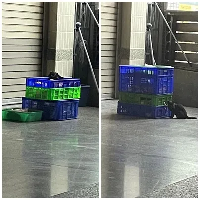 陳其邁、柯志恩都愛!高雄肉燥飯名店遭爆「黑貓偷吃」 市府查出3缺失