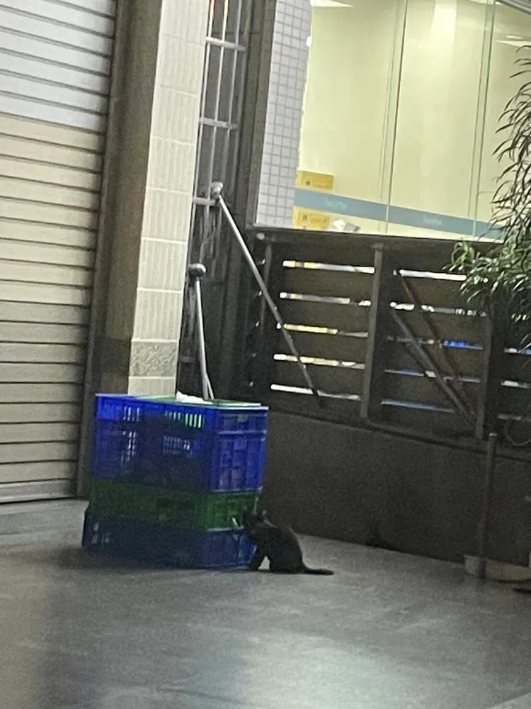 有網友PO出多張疑似橋頭某知名肉燥飯店家裝食物容器上有貓咪出沒。翻攝自臉書爆料公社