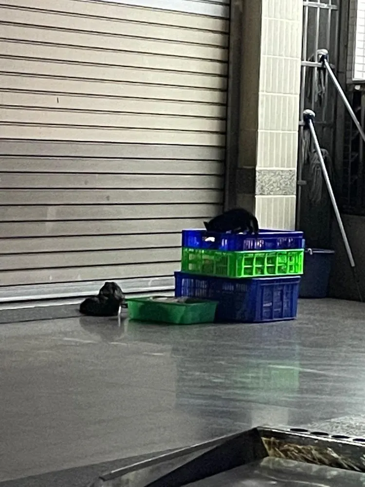 有網友PO出多張疑似橋頭某知名肉燥飯店家裝食物容器上有貓咪出沒。翻攝自臉書爆料公社