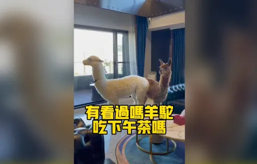 挑嘴羊駝的吃貨日記　這個下午茶秒被嫌棄 