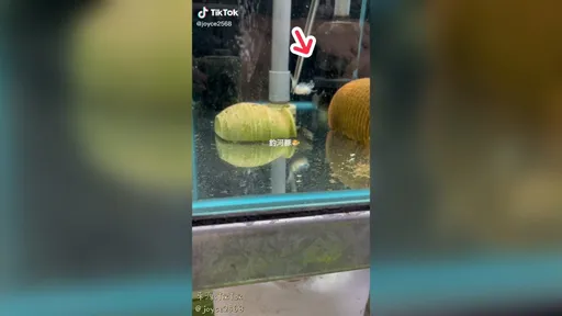 衝呀！放飯囉！　原來河豚也是知道吃美食呀！
