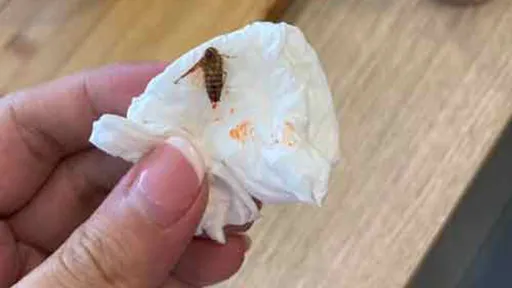 孕婦素食餐廳喝飲料「被吃葷」　吃異物一吐竟是整隻蟑螂