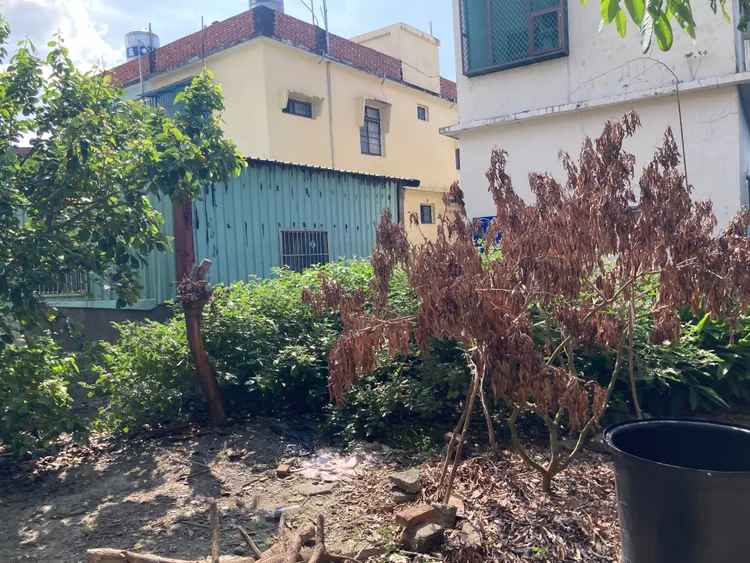 吳家後方的兩棵枯死果樹，疑為命案糾紛遠因。陳宏銘攝