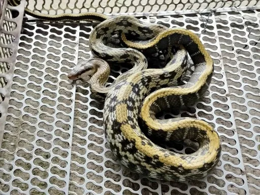 萬里民宅驚現「貪吃蛇」  大腹便便跑不了當場遭逮