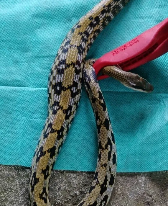 蛇類可以吞食比自已體積還要大的獵物。動保處提供