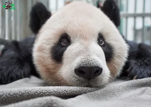 最新!中國2熊貓專家來台救團團    動物園:申請案已過農委會這關