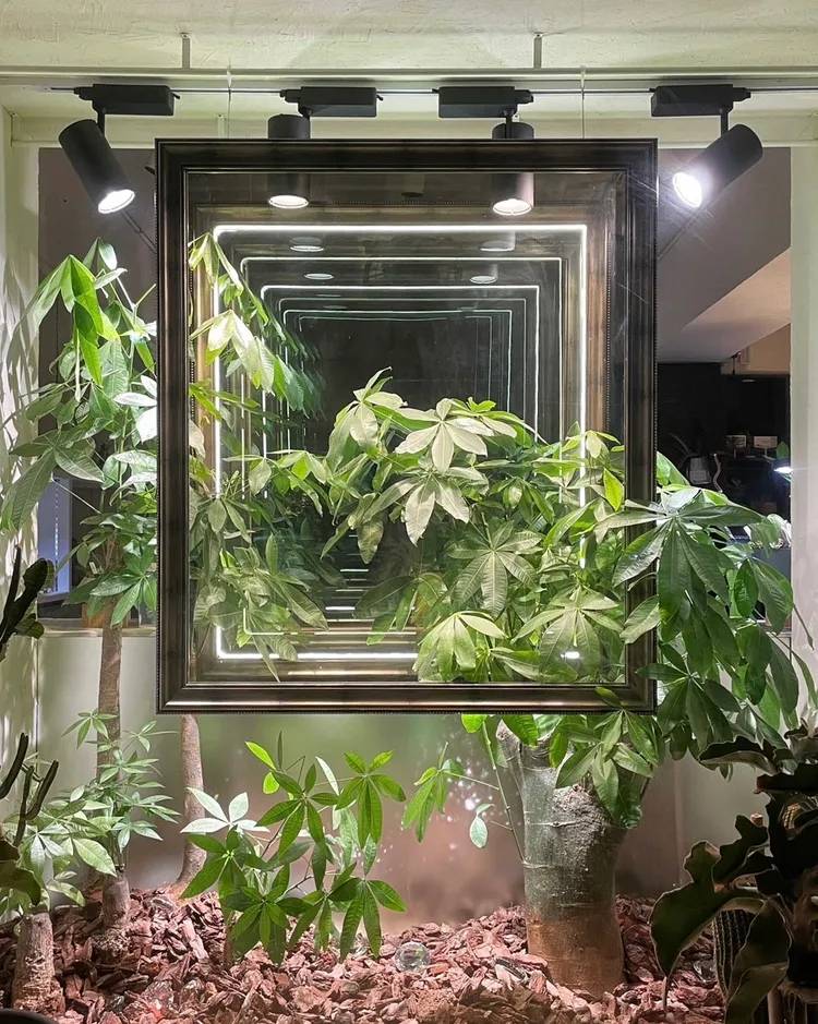 櫥窗區以「馬拉巴栗」為主角，利用雙向反射鏡效果，製造無限延伸的立體錯視。業者提供