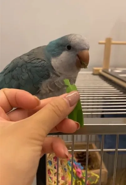 鳥奴餵食牠吃得很開心。