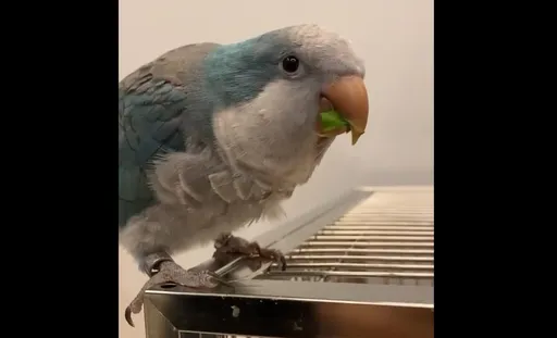 就怕不吃菜!和尚鸚鵡號稱空心菜殺手 鳥奴餵食牠一口接一口