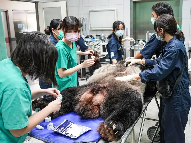 團團10/22再度進行腦部MRI檢查。動物園提供