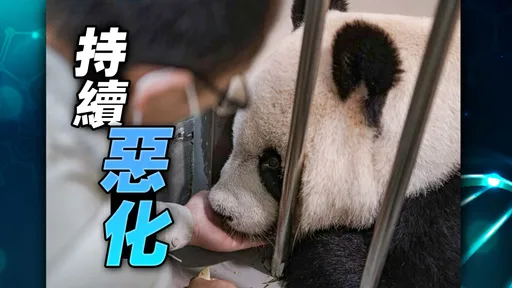 貓熊團團惡化中！吃不下靠拖行前進　緊急照第2次MRI檢查腦