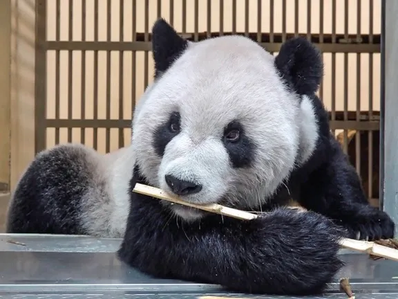 團團10/22再度進行腦部MRI檢查。動物園提供