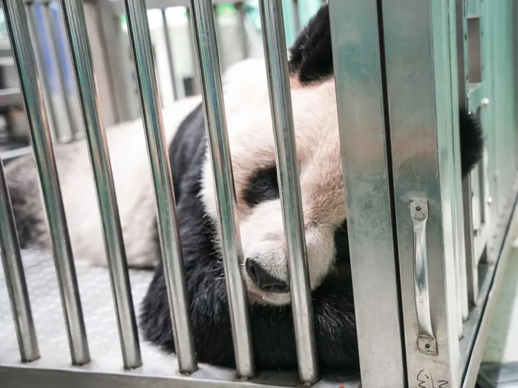團團10/22再度進行腦部MRI檢查。動物園提供