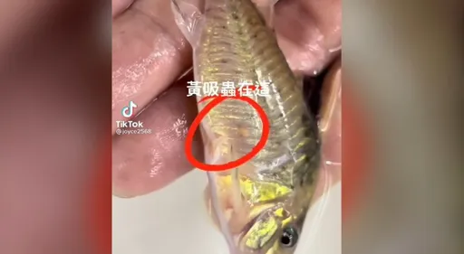 噁！你看過魚兒身上這黃黃的嗎？　他挑出這條蟲超驚人
