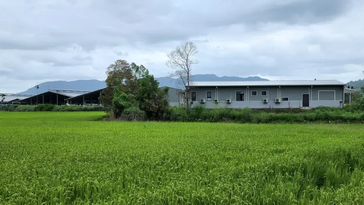 廖皎邦養牛場。黃瑞娟攝