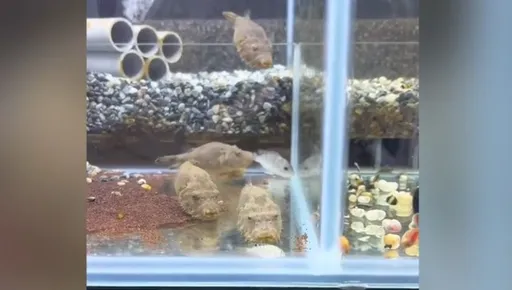 為了一條吳郭魚互不相讓 河豚打架現場沒人敢勸架