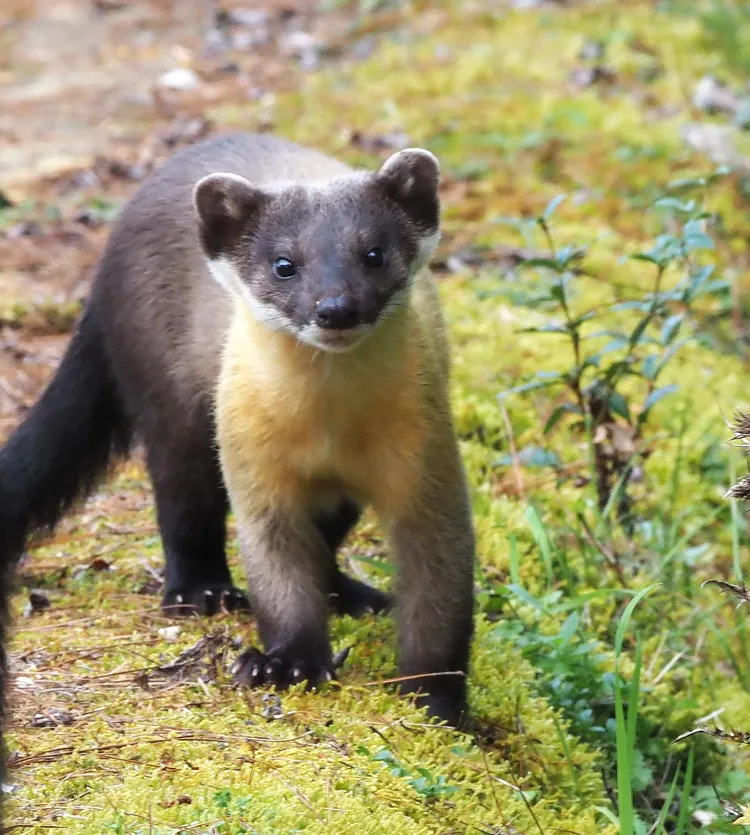 綠色和平組織研究，發現野生動物黃喉貂的排泄物有微塑料。玉管處提供