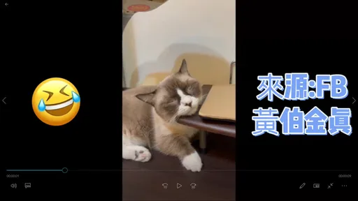 你累了嗎？萌喵睡恍神　嚇驚後再繼續睡　