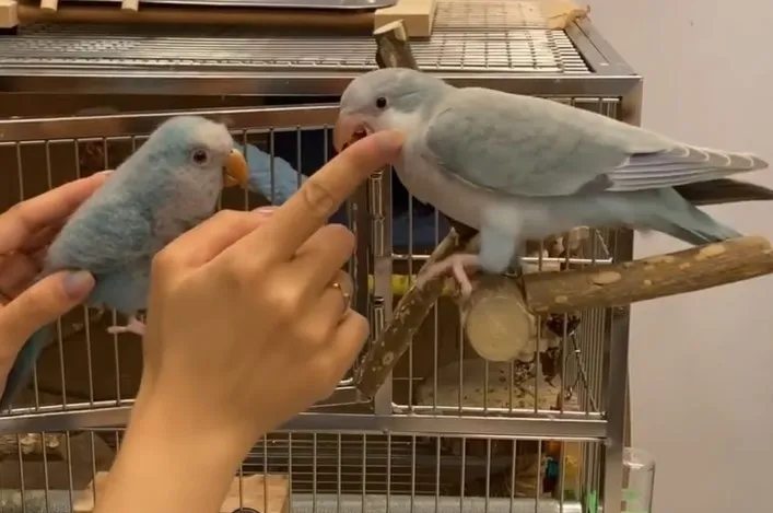 鸚鵡根本沒在怕，繼續咬鳥奴。